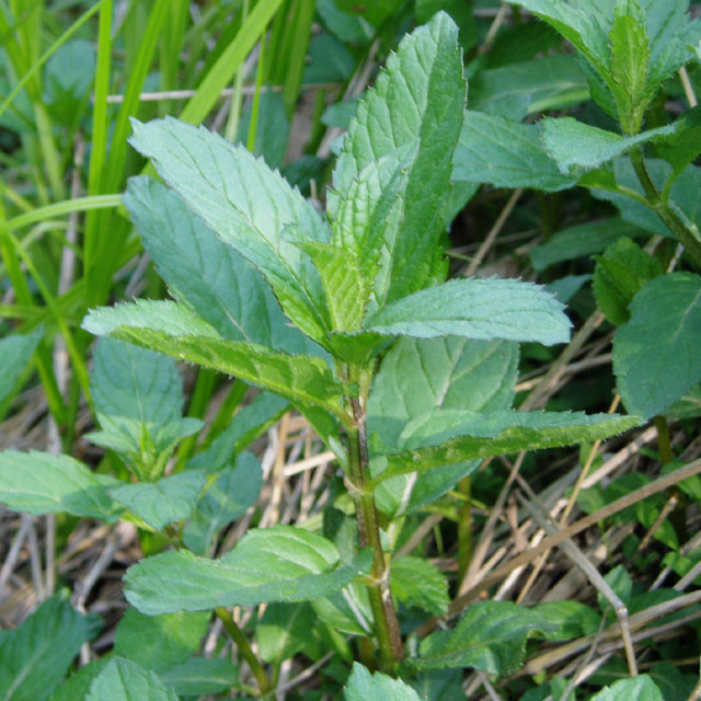 Mentha Piperita (peppermint)