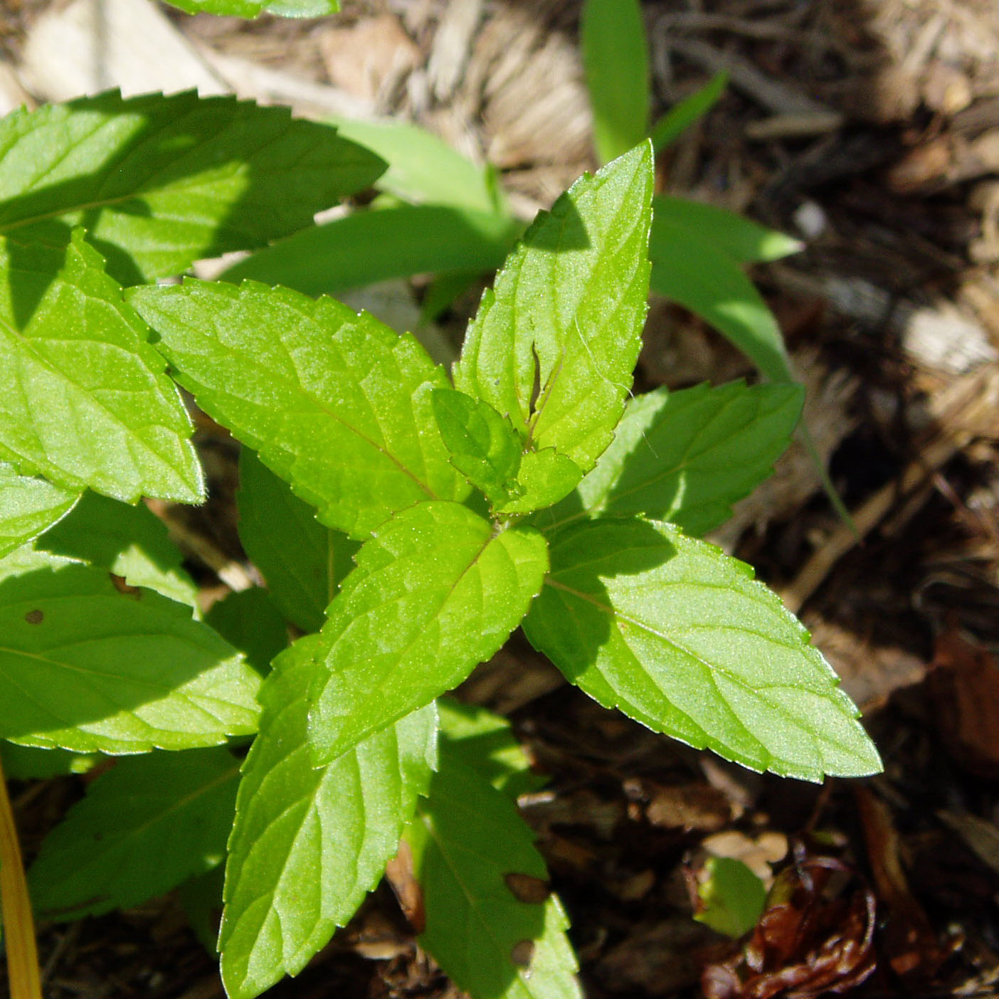 Mentha Spicata (Spearmint)