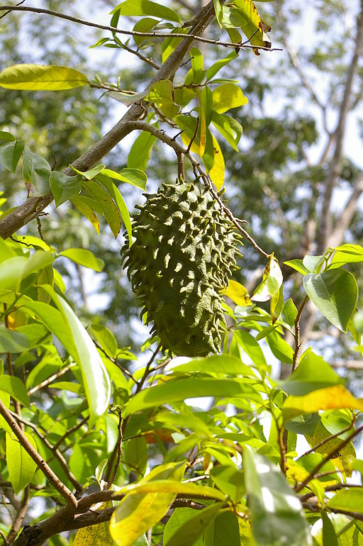 Annona muricata-guanábana