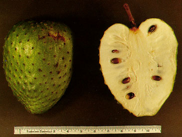 Picture of soursop fruit, Annona muricata