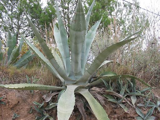 Agave Americana. By Alberto Salguero (Own work) [CC-BY-SA-3.0], via Wikimedia Commons.